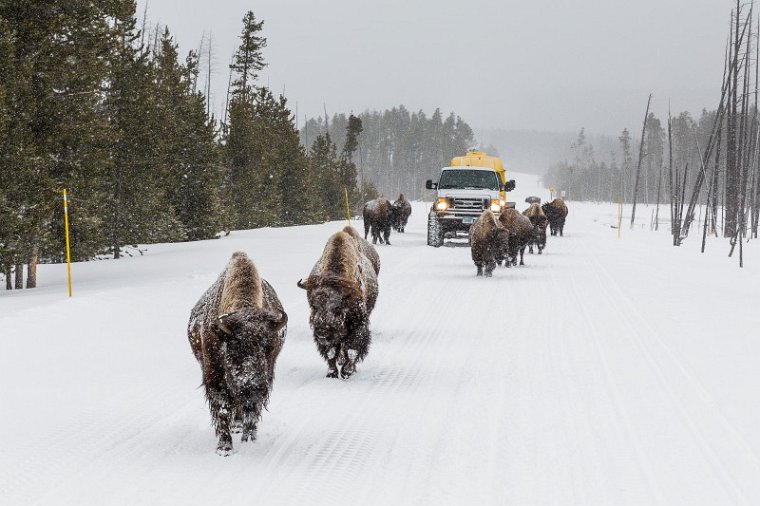 57 Yellowstone NP.jpg